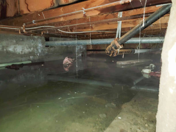Best Carpet water damage restoration  in Elkhart, TX